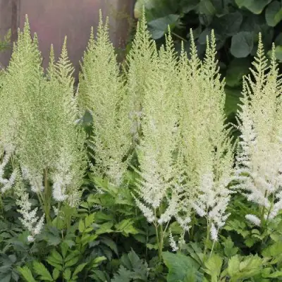 Астильба ДИАМАНТ Арендса в Солигорске