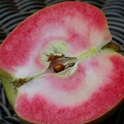 Яблоня ПИНК ПЕРЛ в Солигорске