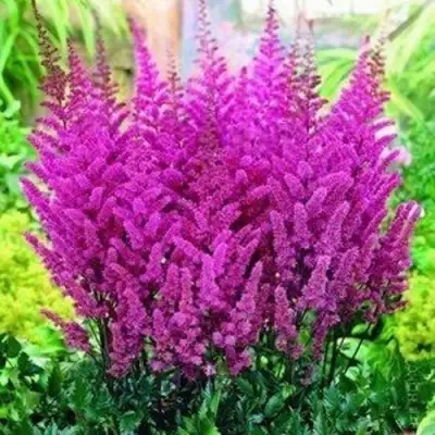 Астильба ПЕПЛ РЕЙН гибридная в Солигорске