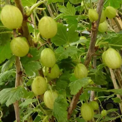 Крыжовник ИНВИКТА в Солигорске