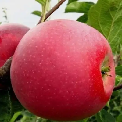 Яблоня АЙДАРЕД в Солигорске