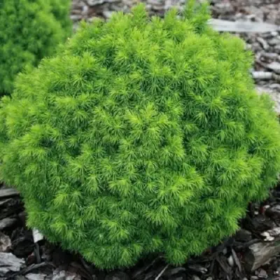 Ель АЛЬБЕРТА ГЛОБ сизая в Солигорске