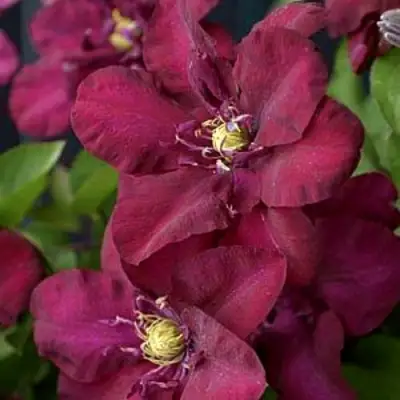 Клематис ЯН III СОБЕСКИ в Солигорске