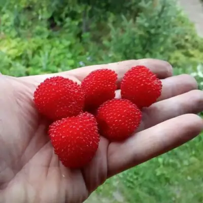 Малина ТИБЕТСКАЯ (РОЗОЛИСТНАЯ) в Солигорске