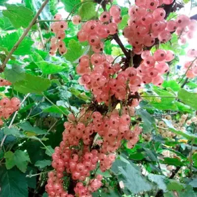 Смородина белая ПРЫГАЖУНЯ (РОЗОВАЯ) в Солигорске