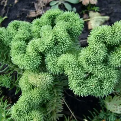 Очиток (седум) КРИСТАТУМ отогнутый в Солигорске