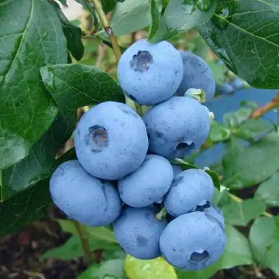 Голубика ТОРО в Солигорске