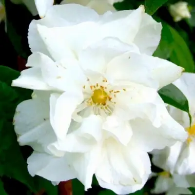 Жасмин РОЗАЦЕ в Солигорске