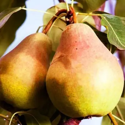 Груша СЛАДКАЯ ИЗ МЛИЕВА в Солигорске