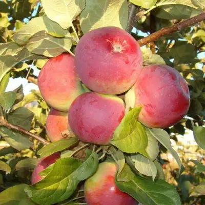 Яблоня ОРЛИК в Солигорске