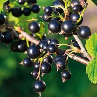 Смородина чёрная ЦЕРЕРА в Солигорске