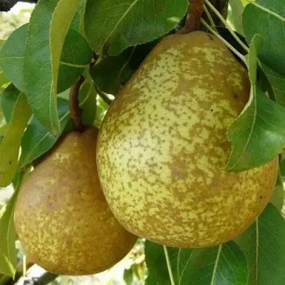 Груша ГЕНЕРАЛ ЛЕКЛЕРК в Солигорске