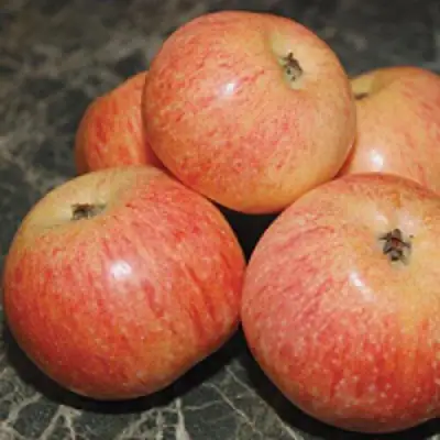 Яблоня КОНФЕТНОЕ в Солигорске