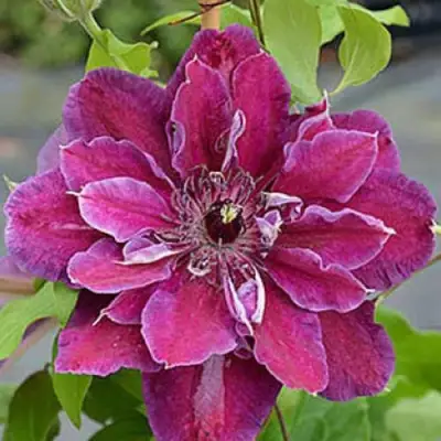 Клематис МАЙ БЬЮТИ в Солигорске