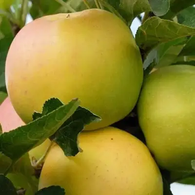 Яблоня БАНАНОВОЕ в Солигорске