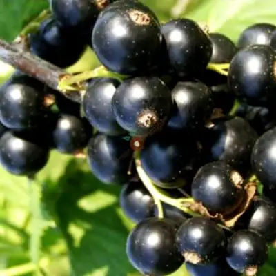 Смородина чёрная ДЕЛИКАТЕСНАЯ в Солигорске