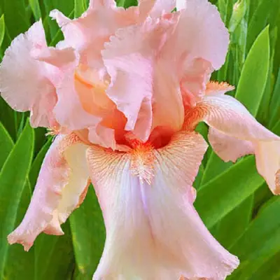 Ирис ПАТИ ДРЕСС бородатый в Солигорске