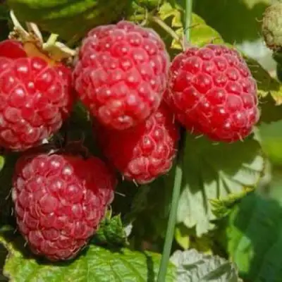 Малина ПРИМАРА в Солигорске