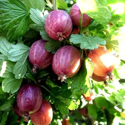 Крыжовник СЕРЕНАДА в Солигорске