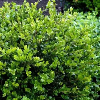 Самшит ФОЛКНЕР в Солигорске