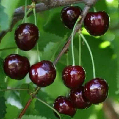 черешня Народная