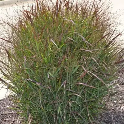 Просо ШЕНАНДО прутьевидное в Солигорске