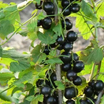 Смородина чёрная ДАБРАДЗЕЯ в Солигорске