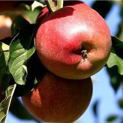 Яблоня АНТЕЙ КИЕВСКИЙ колонновидная в Солигорске