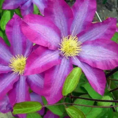 Клематис КАКИО в Солигорске