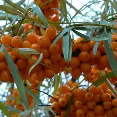 Облепиха БОТАНИЧЕСКАЯ в Солигорске