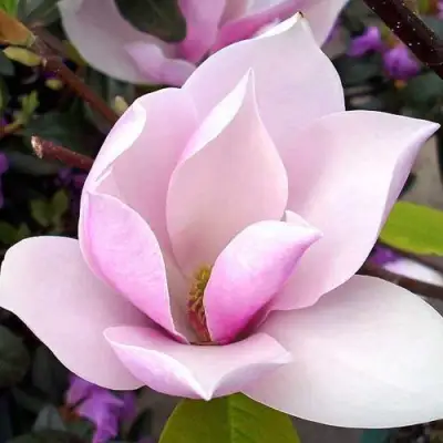 Магнолия АЛЕКСАНДРИНА  в Солигорске