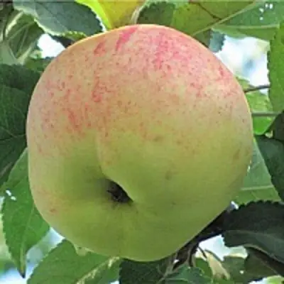 Яблоня ЛЕТНЕЕ СЛАДКОЕ в Солигорске