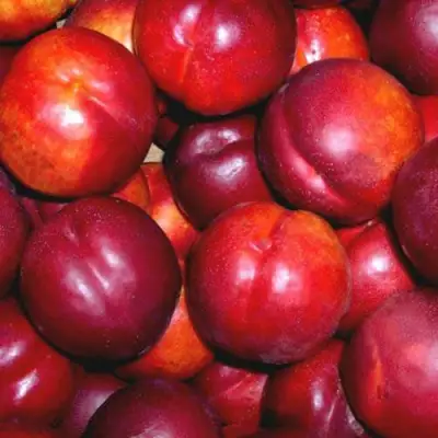 Нектарин МЕДВЕДЕВСКИЙ в Солигорске