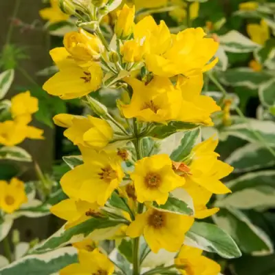 Вербейник АЛЕКСАНДР точечный в Солигорске