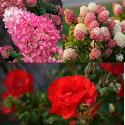 Комплект РОЗОВЫЙ ЗАКАТ в Солигорске