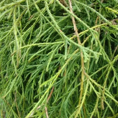 Кипарисовик ФИЛИФЕРА НАНА горохоплодный  в Солигорске