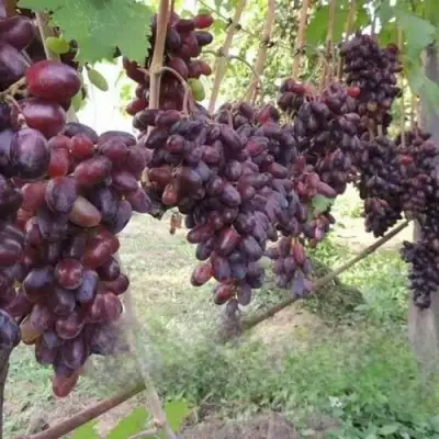 Виноград БАЙКОНУР в Солигорске
