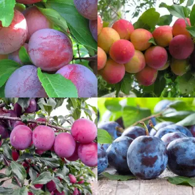 Комплект СЛИВОВЫЙ САД в Солигорске