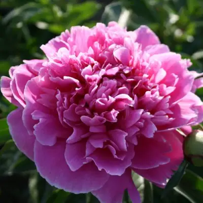 Пион ГОЛУБАЯ ХРИЗАНТЕМА травянистый в Солигорске