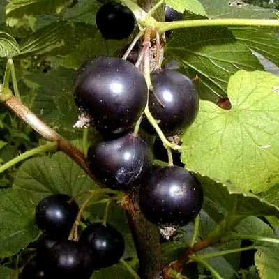 Смородина чёрная БИНАР в Солигорске