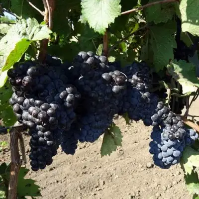 Виноград ДЕНИСОВСКИЙ в Солигорске