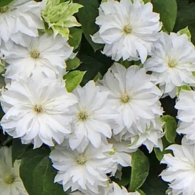 Клематис МАРИЯ СКЛОДОВСКАЯ-КЮРИ в Солигорске