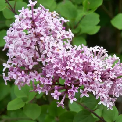 Сирень ПАЛИБИН  в Солигорске