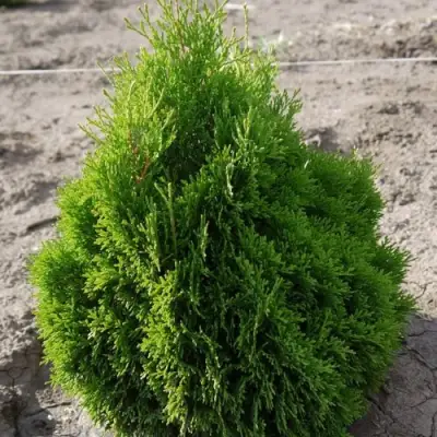 Туя МИКИ западная в Солигорске