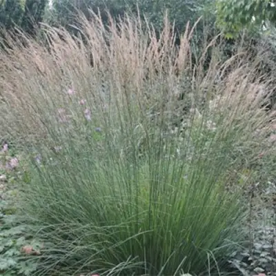 Молиния ХАЙДЕБРАУТ голубая в Солигорске