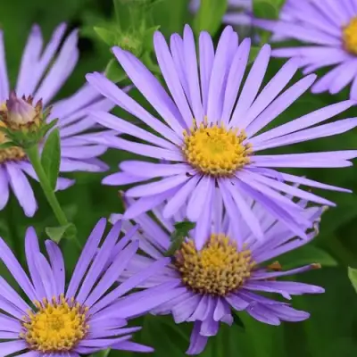 Астра ЛЕДИ ИН БЛЮ в Солигорске