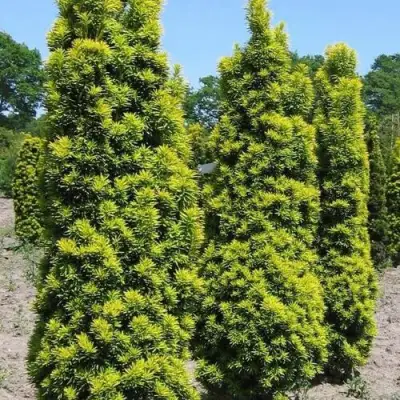 Тис ДАВИД ягодный в Солигорске