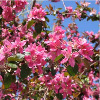 Яблоня ХЕЛЕНА декоративная в Солигорске