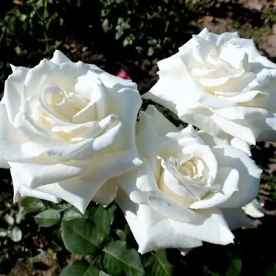 Роза БОИНГ чайно-гибридная в Солигорске