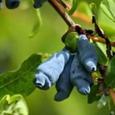 Жимолость съедобная ПУШКИНСКАЯ в Солигорске